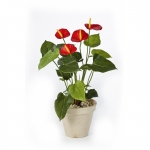 Anthurium de luxe rood 56cm